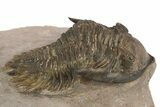 Bargain, Metacanthina Trilobite - Lghaft, Morocco #312380-2